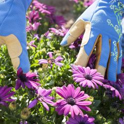 TORK CRAFT Ladies Slim Fit Medium Garden Gloves Blue